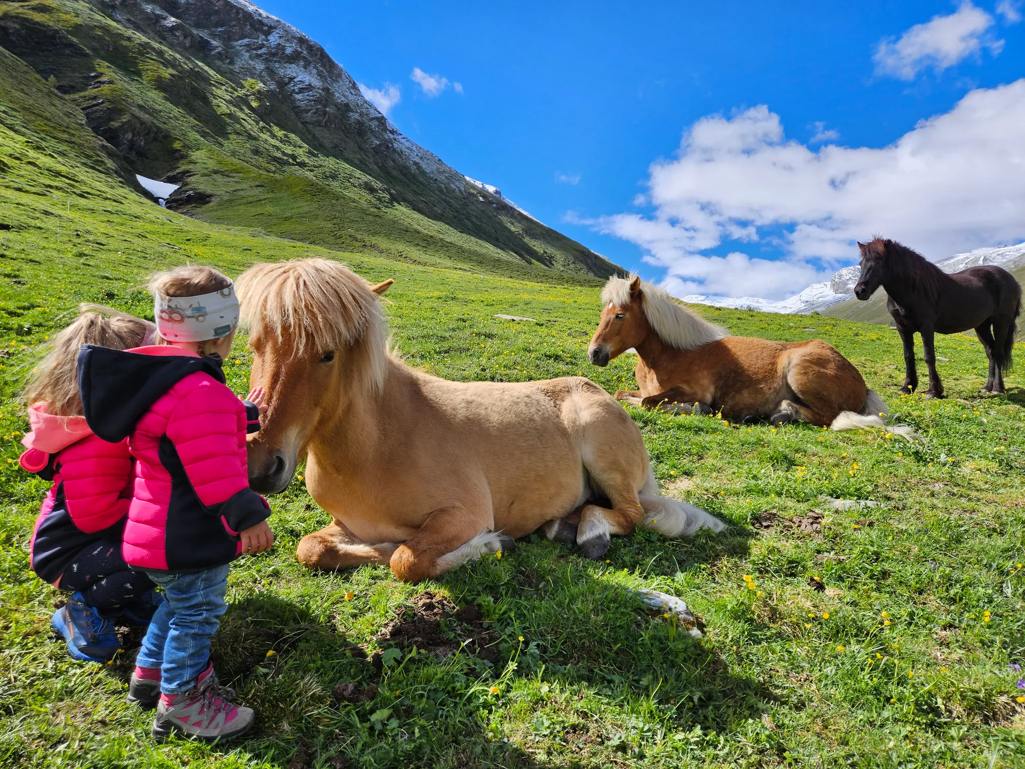 Ein graues Pferd grast ruhig an einem sonnigen Berghang