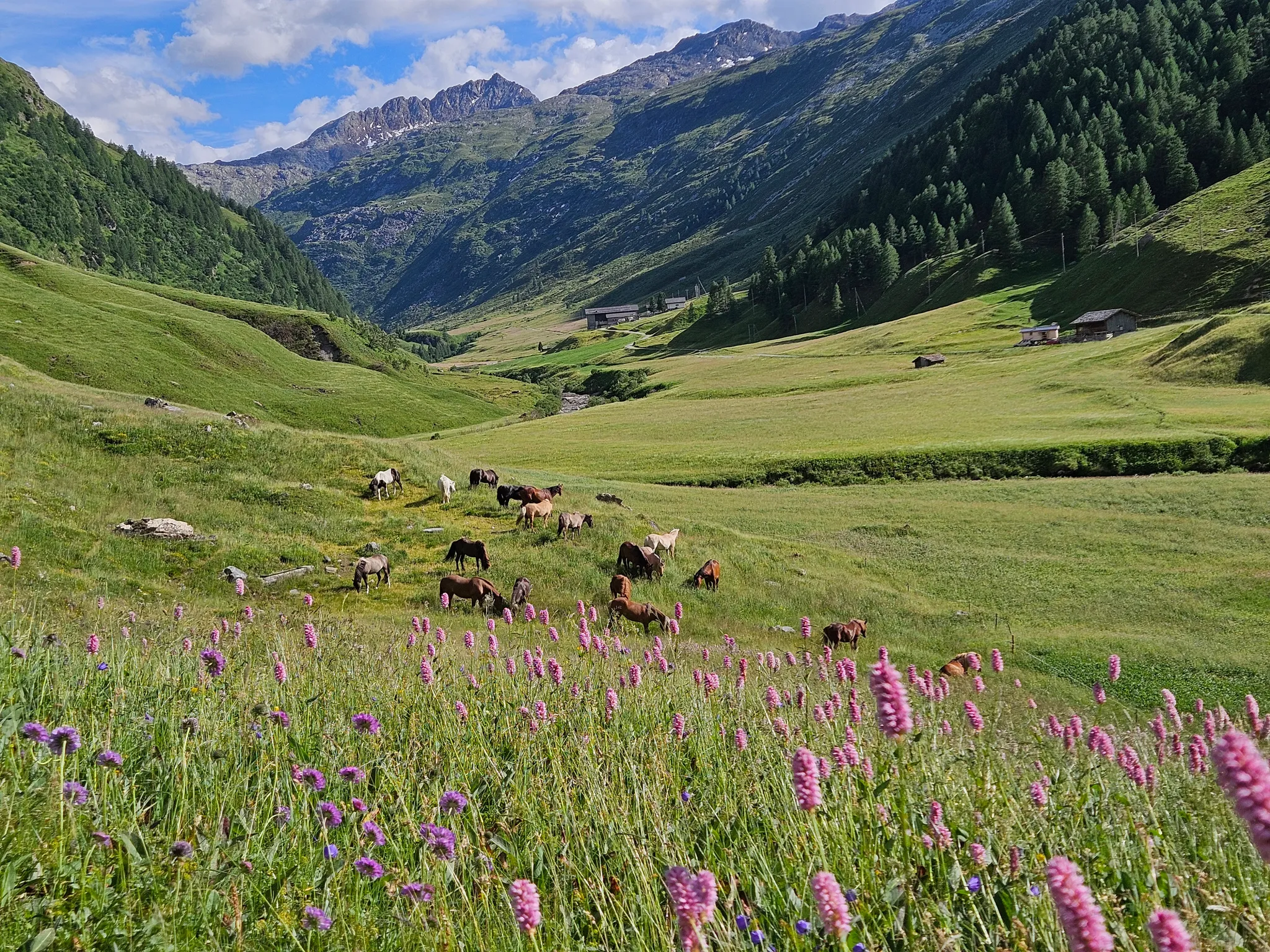 Alphütte aus Holz auf einer grünen Bergwiese, dahinter eine Bergkette
